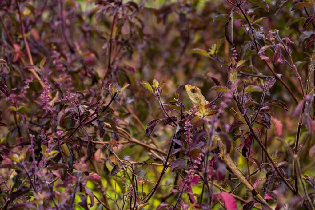enviroment-nature